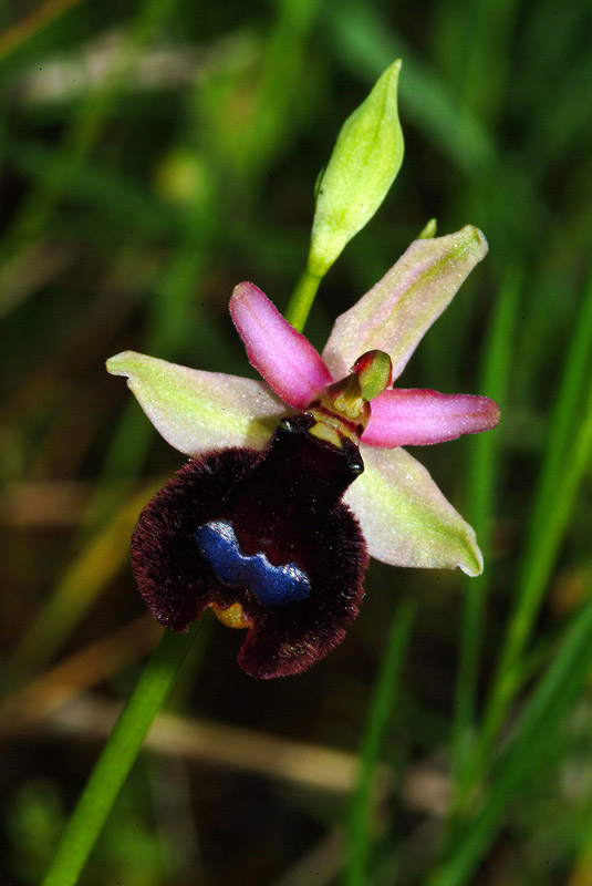 Conferma Ophrys bertolonii subsp. bertolonii 14-05-10
